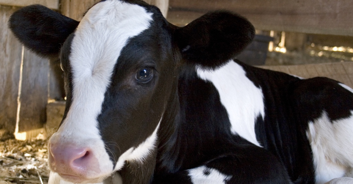 Dairy heifer growth benchmarks Hubbard Feeds